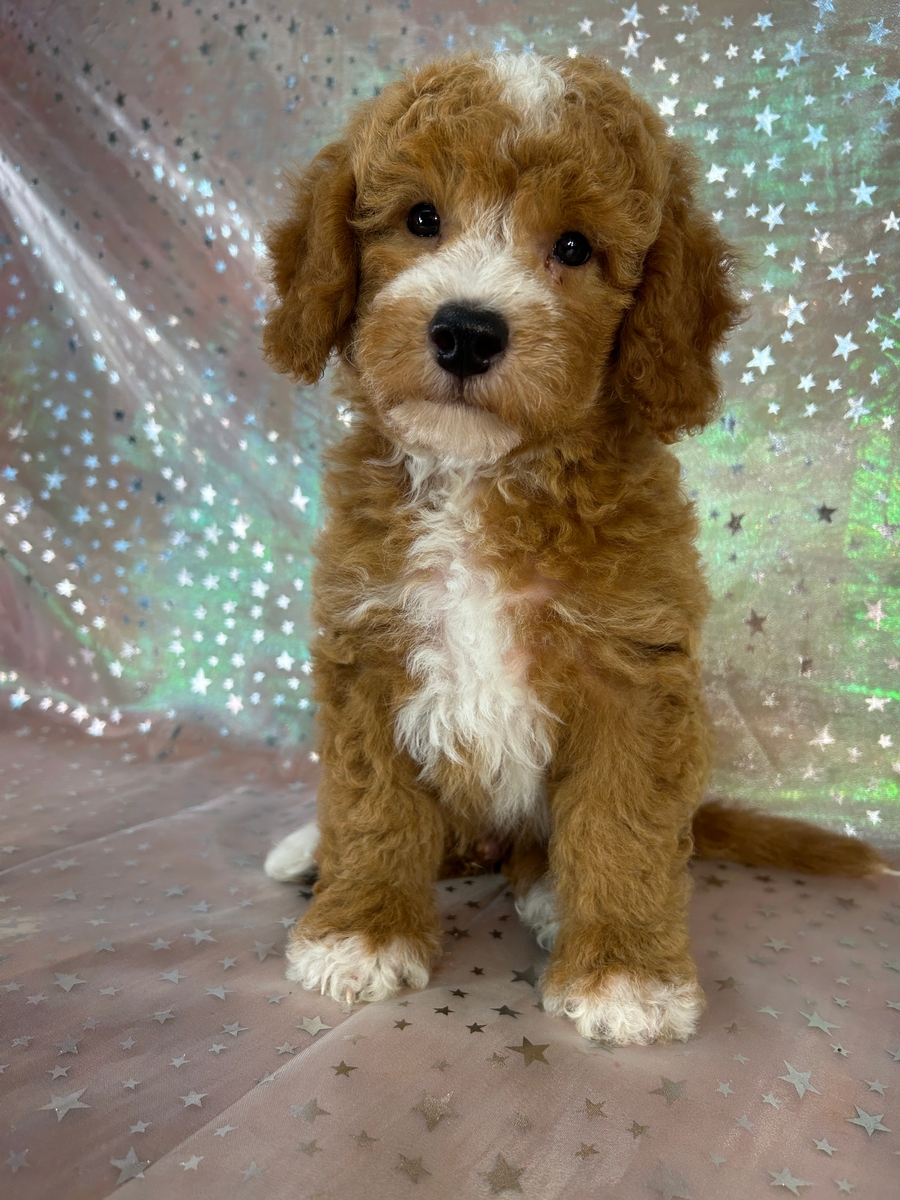 Male Bichon Poodle Puppy for Sale DOB 5-14-2026 $950